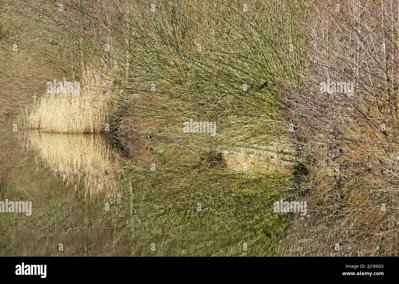 Landschaftsaufnahme baumgesäumte Ränder der Wasserstraße, die sich im Wasser auf dem Shropshire- und Worcester-Kanal spiegeln, einem Kanal der britischen Wasserstraßen in der Nähe von Tixall i Stockfoto