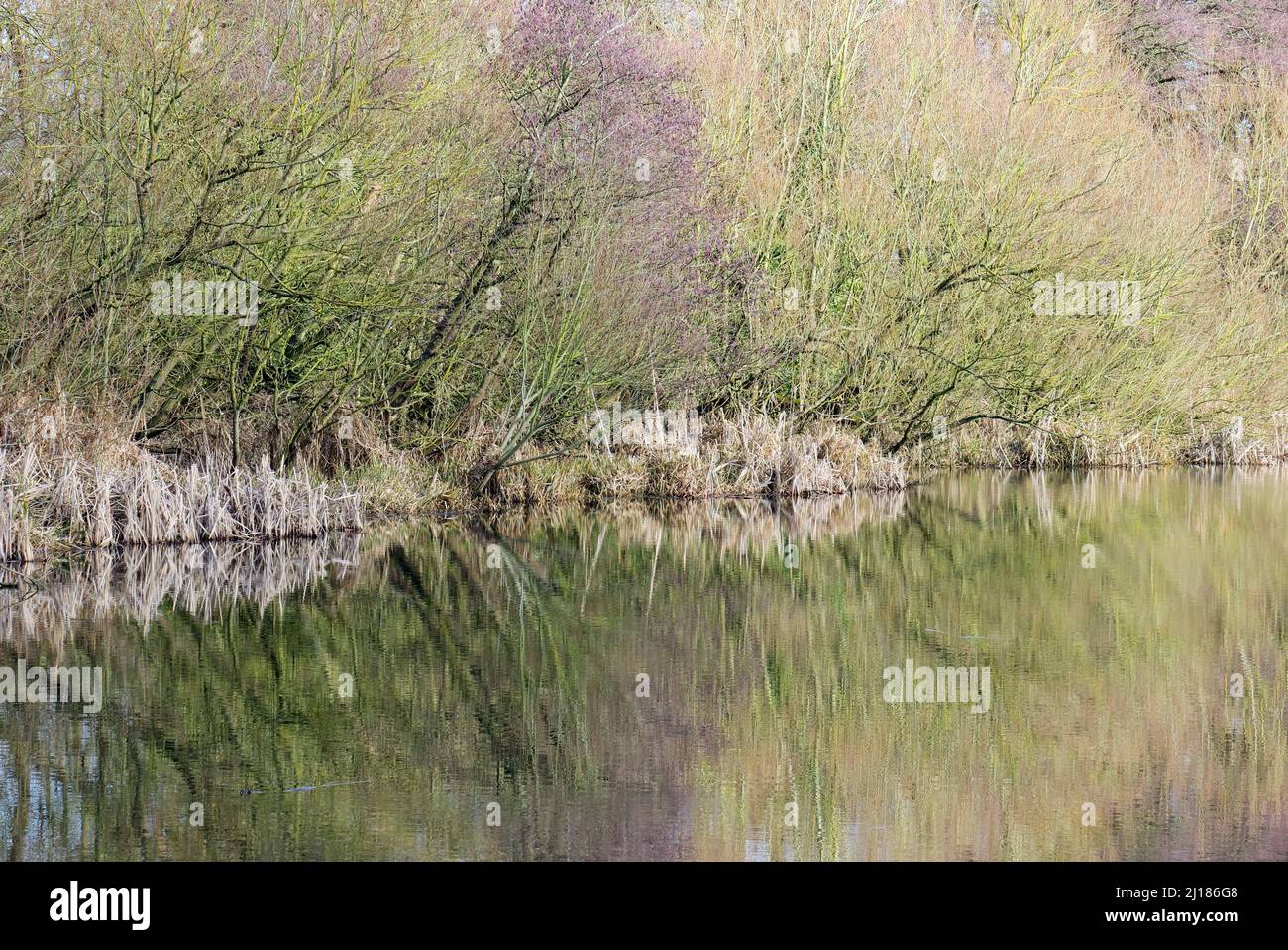 Landschaftsaufnahme baumgesäumte Ränder der Wasserstraße, die sich im Wasser auf dem Shropshire- und Worcester-Kanal spiegeln, einem Kanal der britischen Wasserstraßen in der Nähe von Tixall i Stockfoto