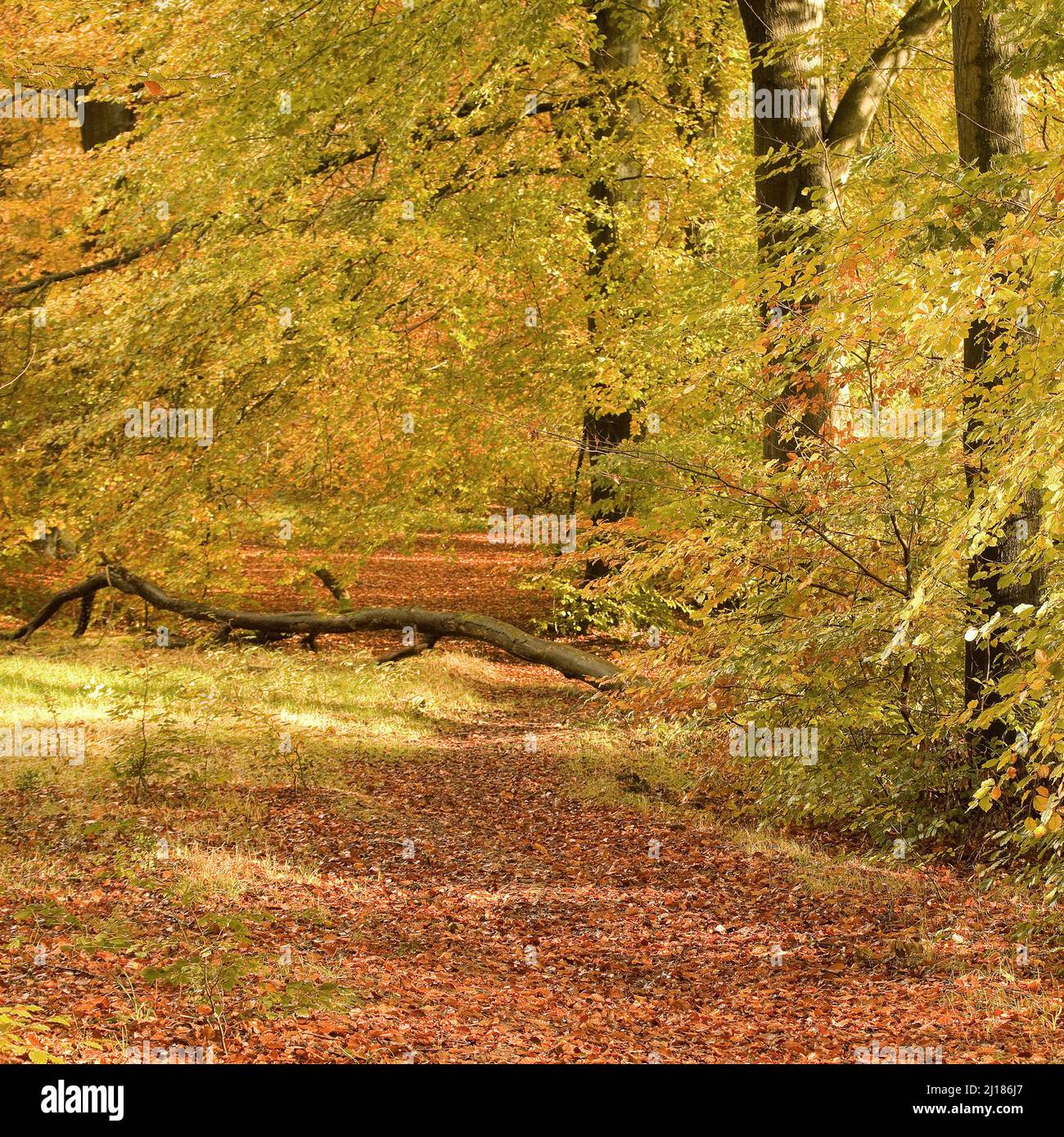 Herbst-Laub-Wald mit vielen spektakulären Beech-Bäumen in den schönen Wäldern und Waldgebieten von Cannock Chase an Area of Outstanding Natur Stockfoto