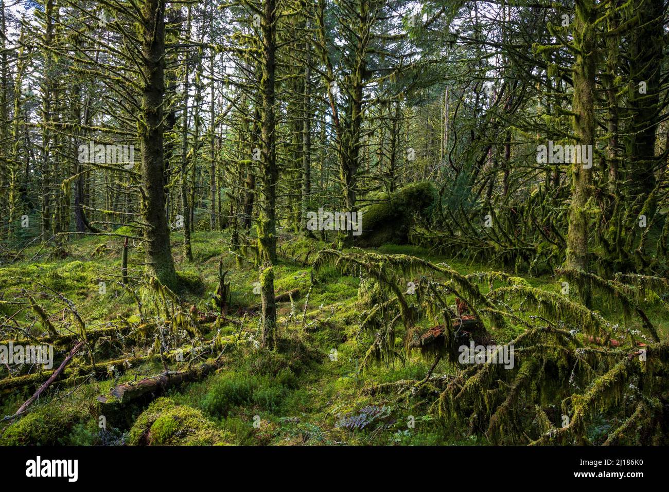 Moos bedeckte Bäume im Whinlatter Forest, Lake District, England Stockfoto