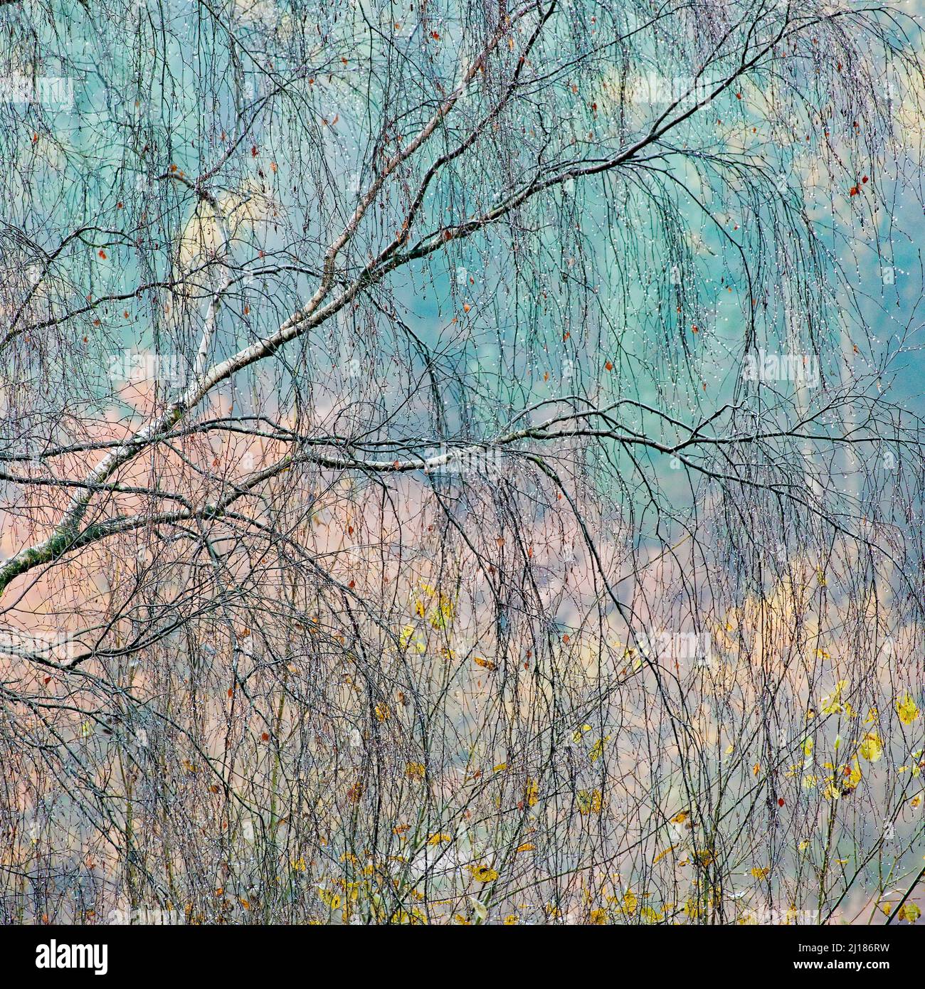 Herbst Silber Birke Baum zeigt atemberaubende geformte Äste und Zweige im Spätherbst frühen Winter in den schönen Wäldern und Wäldern von Cannock C Stockfoto