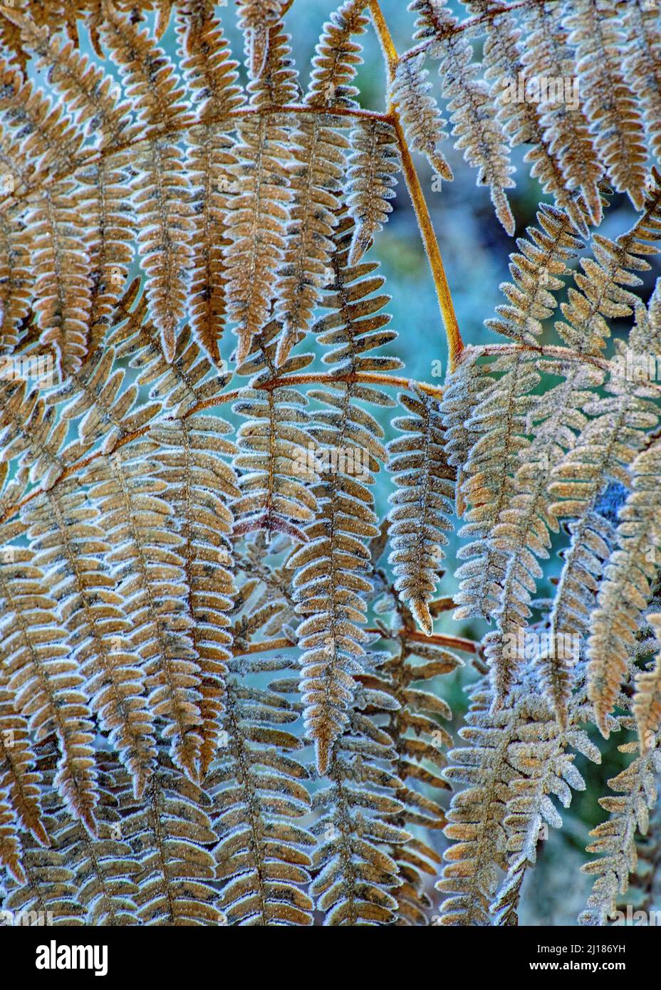 Blätter eines wilden Farns Pteridium Aquiliinum, allgemein bekannt als Bracken, mit mattierten Bronzegoldwedeln im Spätherbst Stockfoto