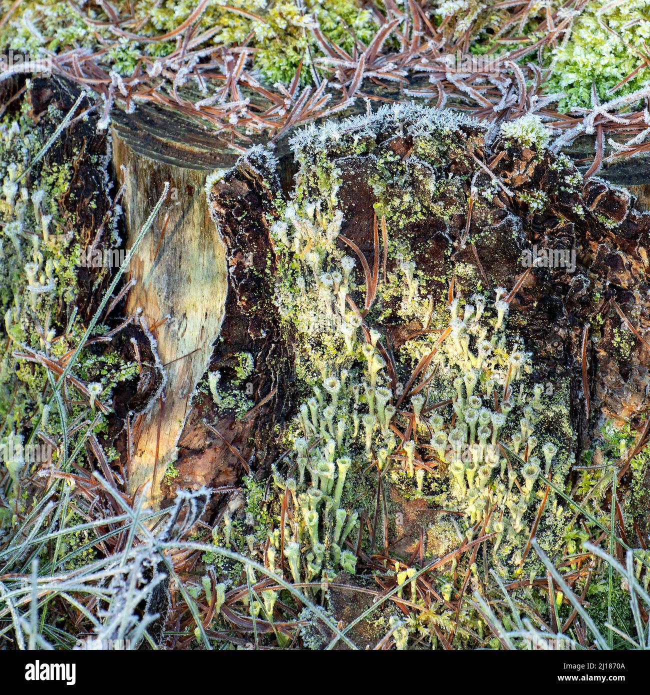 Wald Detritus halb abstrakte Nahaufnahme der Vielzahl von fallen Kiefernblätter, Fundi, Moos, und Pixie Cup Lichen, auf Baumstumpf Wald im Herbst Stockfoto