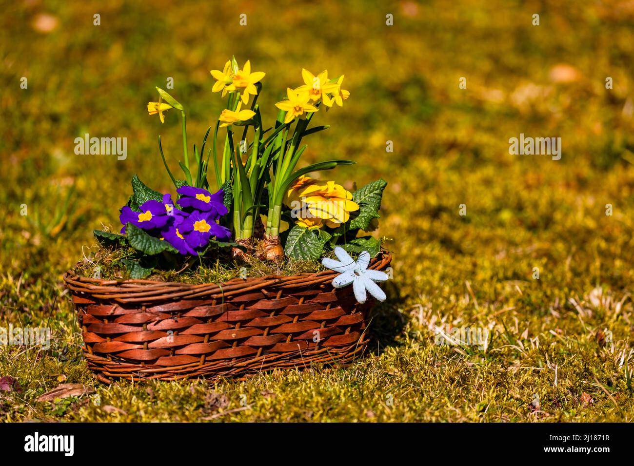 Ein Blumenarrangement in einem malerischen Bast-Korb mit bunten Frühlingsblumen auf dem Rasen Stockfoto