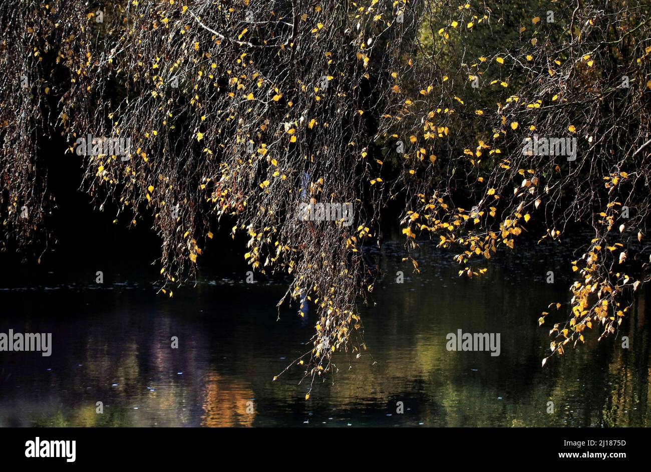 Hängende Silberbirkenzweige überhängen das Wasser eines Waldbeckens. Zeigt wunderschöne, hinterleuchtete Blätter aus Gelb und Gold im vollen Herbst Stockfoto