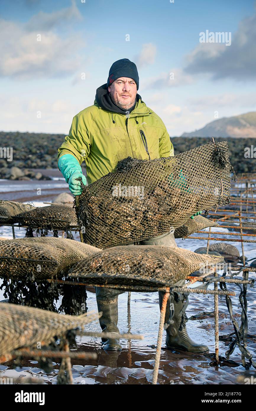 Ein Austernzüchter transportiert seine Bestände zu den Gezeitenrelais, wo sie in Porlock Bay, Somerset, Großbritannien, reifen werden. Stockfoto