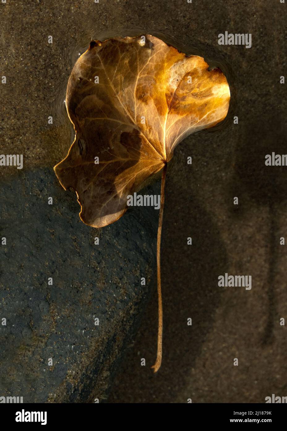 Stillleben eines einzigen goldenen Blattes, das auf einem kleinen Gezeitenbecken schwimmt Stockfoto