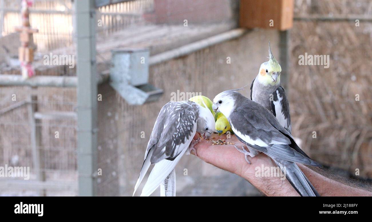 Fütterung schöner Papageien von Hand. Kleine Vögel fressen aus der Hand. Stockfoto