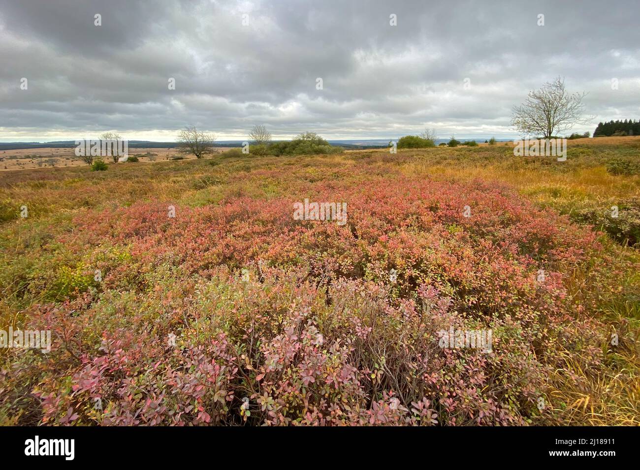 Schöner Blick auf das Naturschutzgebiet High Fens in Belgien gegen den bewölkten Himmel Stockfoto