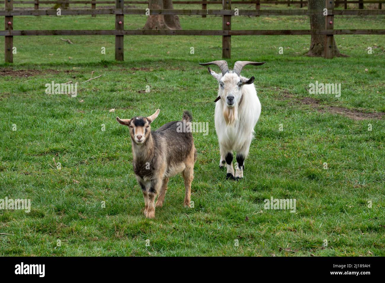 Weiße Ziege mit Hörnern und hübscher junger brauner Ziege Stockfoto