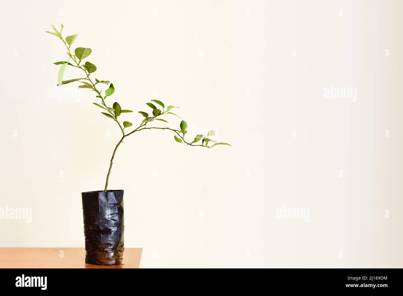 Kagzi Limettenfrucht Pflanze in der Zitrusfamilie in der Tasche mit selektivem Fokus verwendet gepflanzt und kopieren Raum mit gelblich weißem Hintergrund. Stockfoto