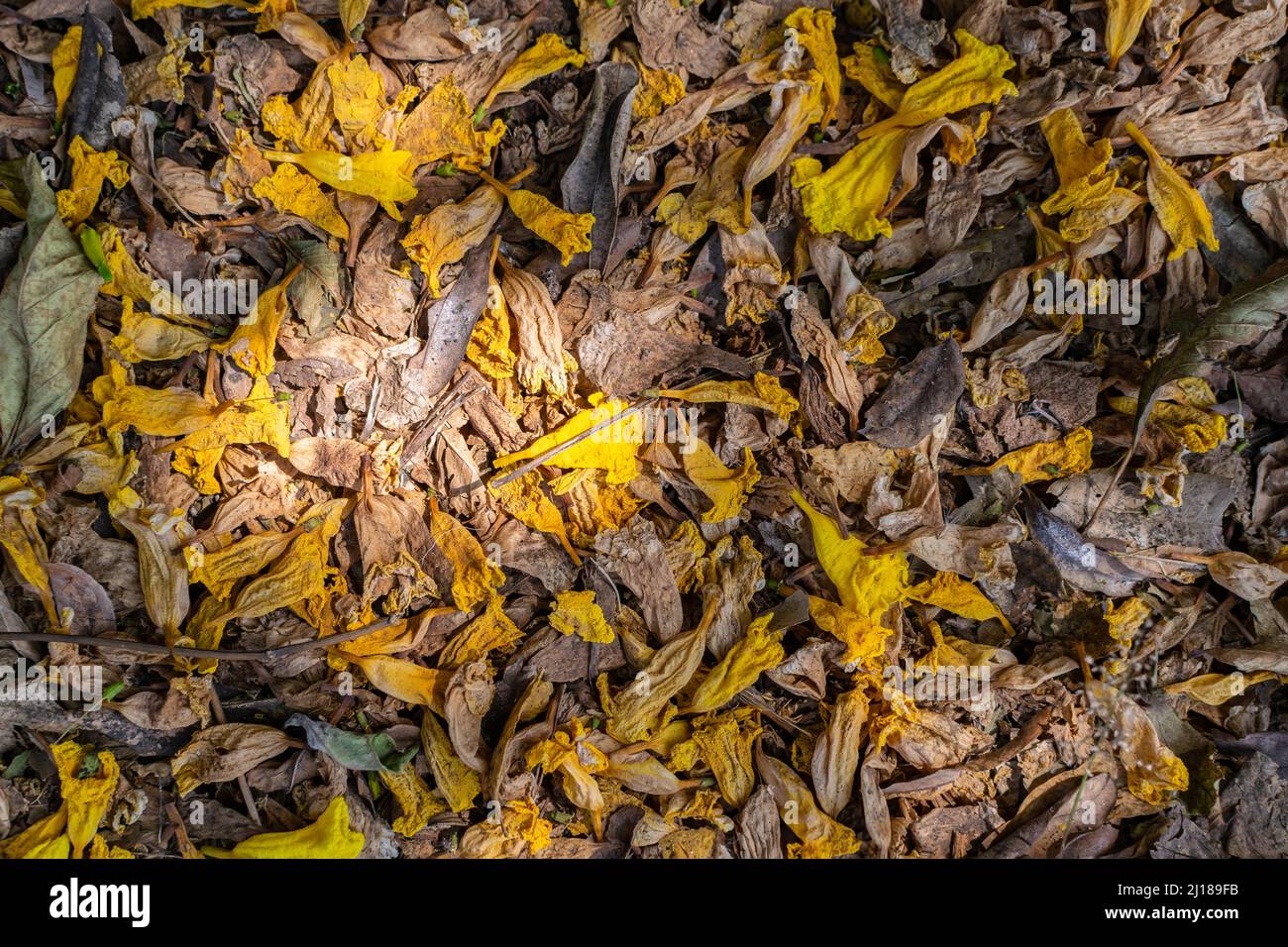Getrocknete Blüten und Blätter nach dem Herabfallen von der Pflanze. Herbstjahreszeit Hintergrund mit Sonnenlicht auf den Blättern und Blumen. Stockfoto