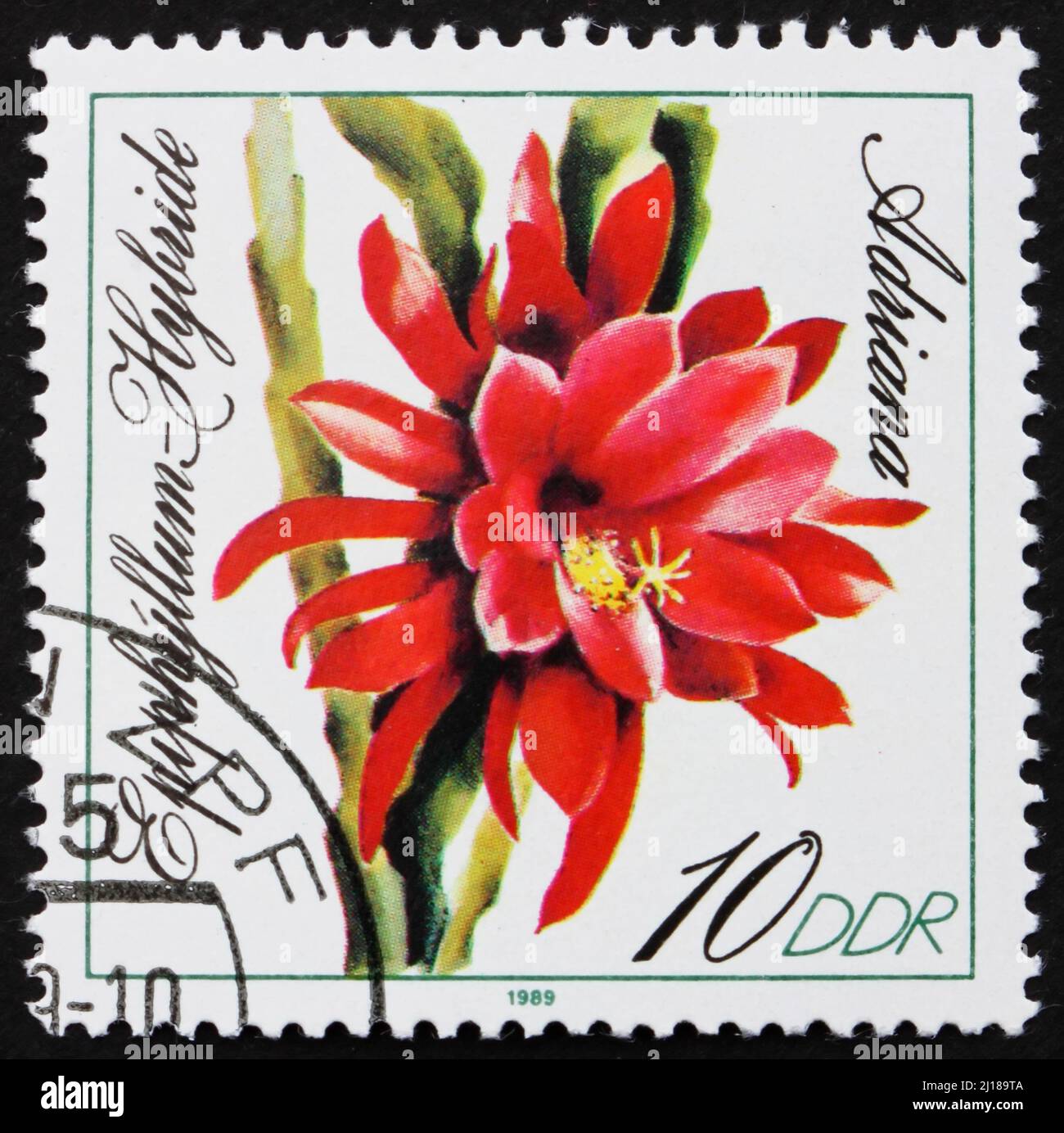 DDR - UM 1989: Eine in der DDR gedruckte Briefmarke zeigt Adriana, Epiphyllum, Blühende Kakteen, um 1989 Stockfoto