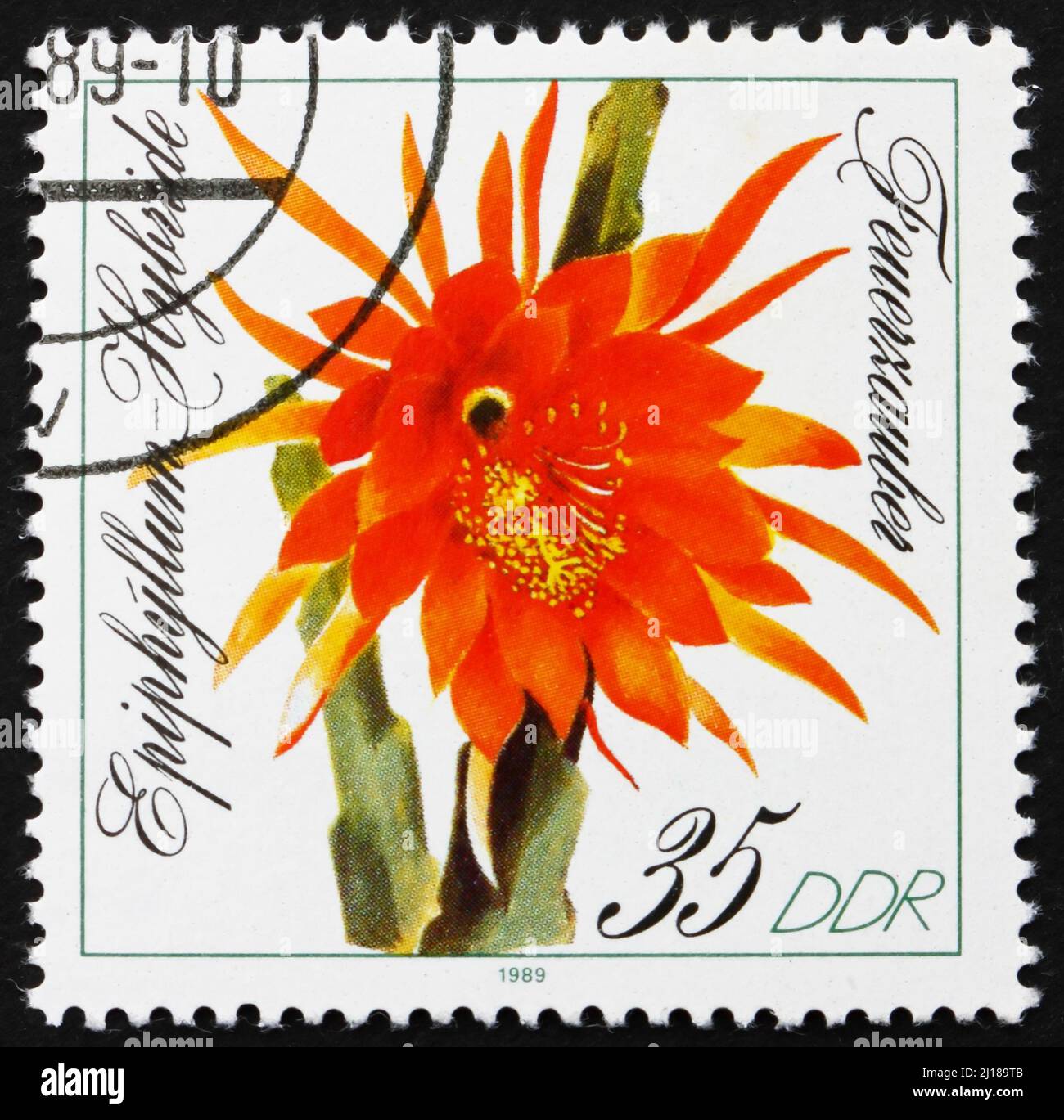 DDR - UM 1989: Eine in der DDR gedruckte Briefmarke zeigt Feuerzauber, Epiphyllum, Blühende Kakteen, um 1989 Stockfoto