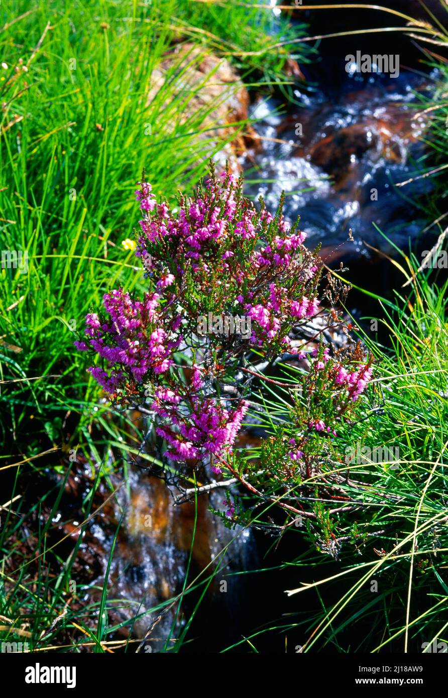 Schottland, blühende Heide, über dem Bergbach, Stockfoto