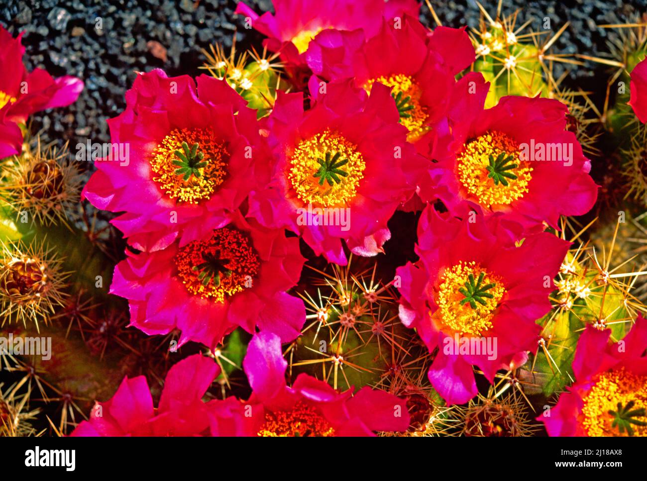 Kaktusblüten, Igelkaktus, Stockfoto