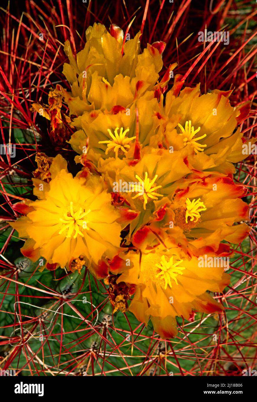 Kaktusblüten, Stockfoto