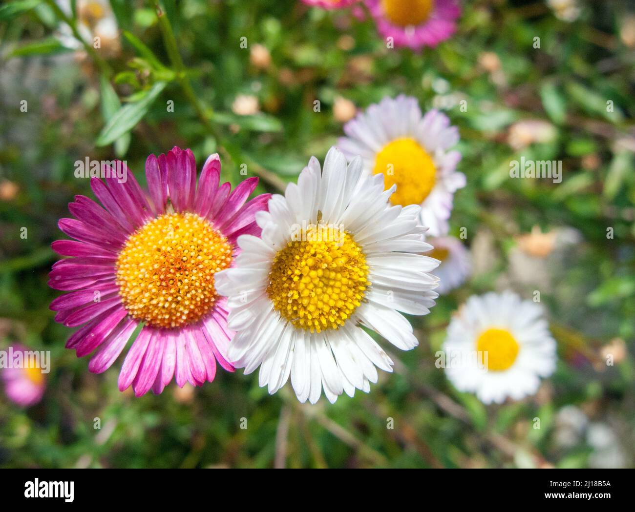 Großbritannien, England. Mexikanisches Fleabane oder Wall Daisy (Erigeron karvinskianus), das auf einer Wand in Devon wächst. Stockfoto