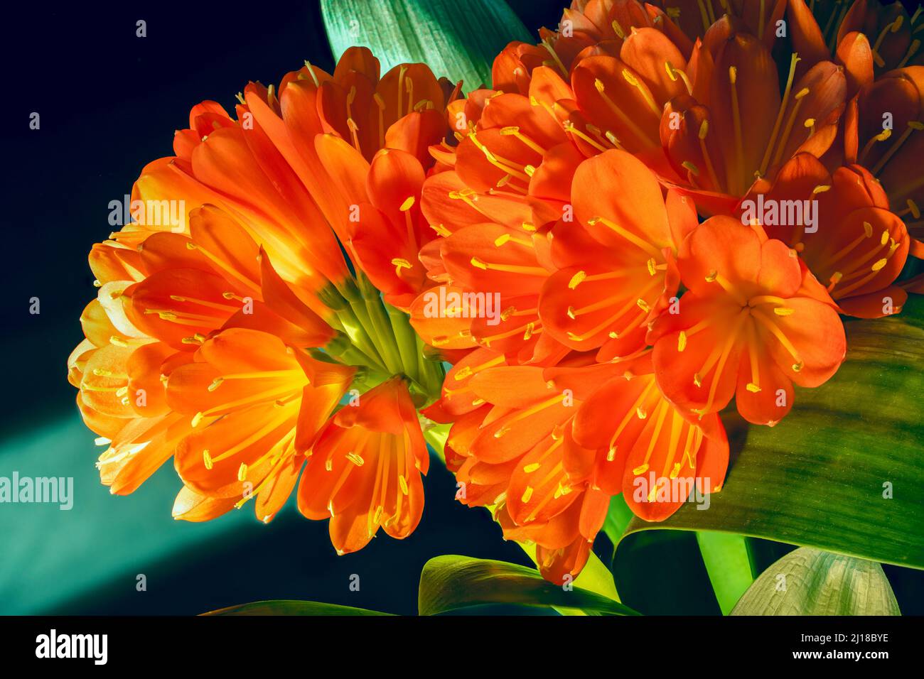 Die sonnenbeschienene Clivia miniata blüht mit leuchtend orangefarbenen Blütenblättern und gelben Staubgefäßen, die in einem Cluster angeordnet sind. Stockfoto