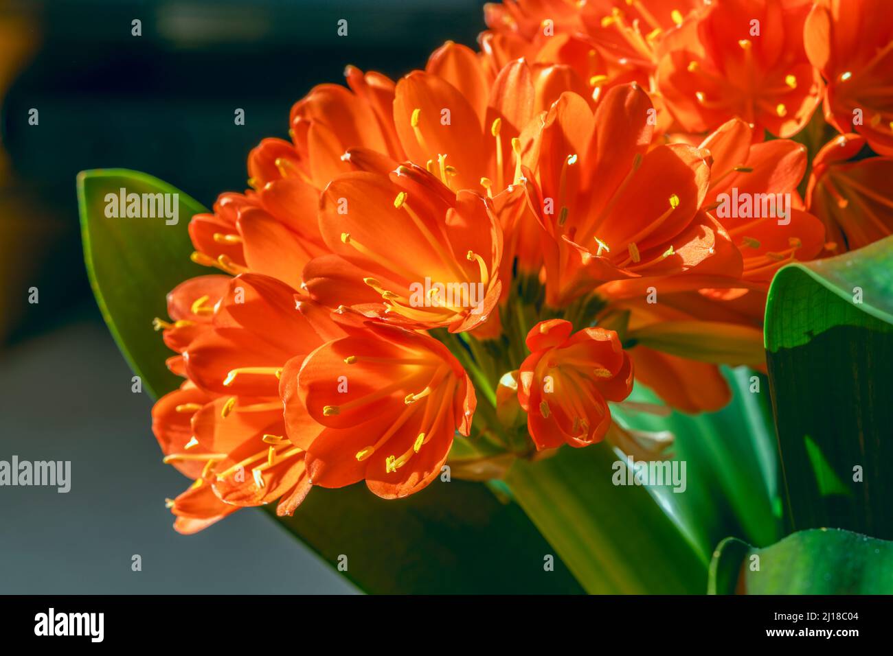 Eine Clovia miniata in voller Blüte mit ihrem Cluster aus trompetenförmigen orangen Blüten und leuchtend gelben Staubgefäßen. Stockfoto