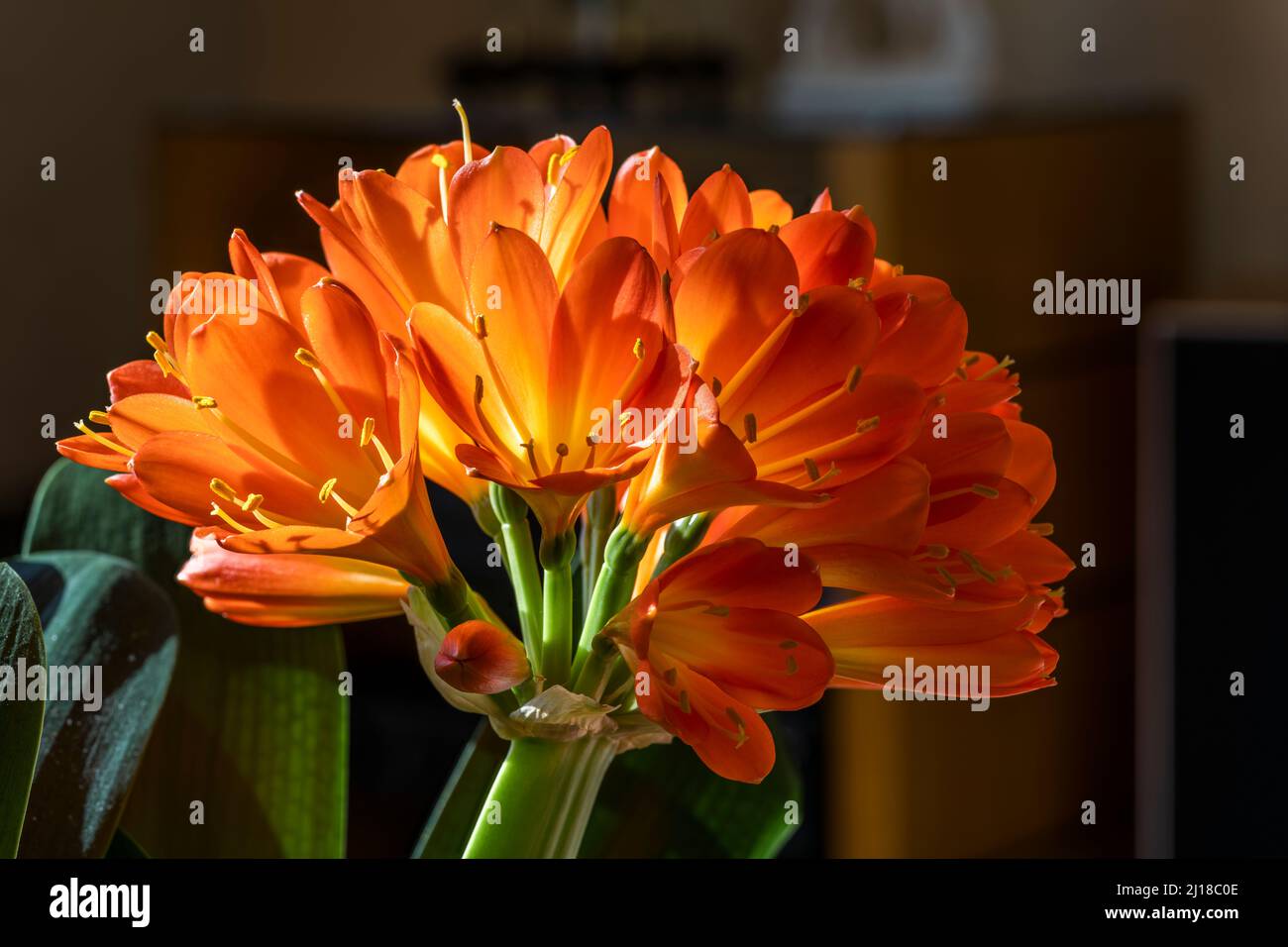 Sonnendurchflutete Clivia miniata blühen mit leuchtend orangefarbenen Blütenblättern und gelben Staubblättern Stockfoto