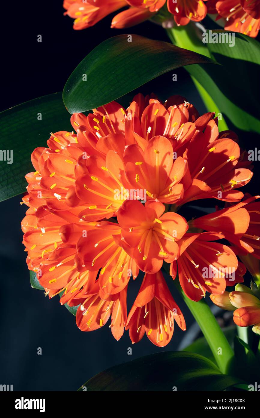 Schöne Clivia miniata blüht mit leuchtend orangefarbenen Blütenblättern und gelben Staubgefäßen, die in einem Cluster angeordnet sind. Stockfoto