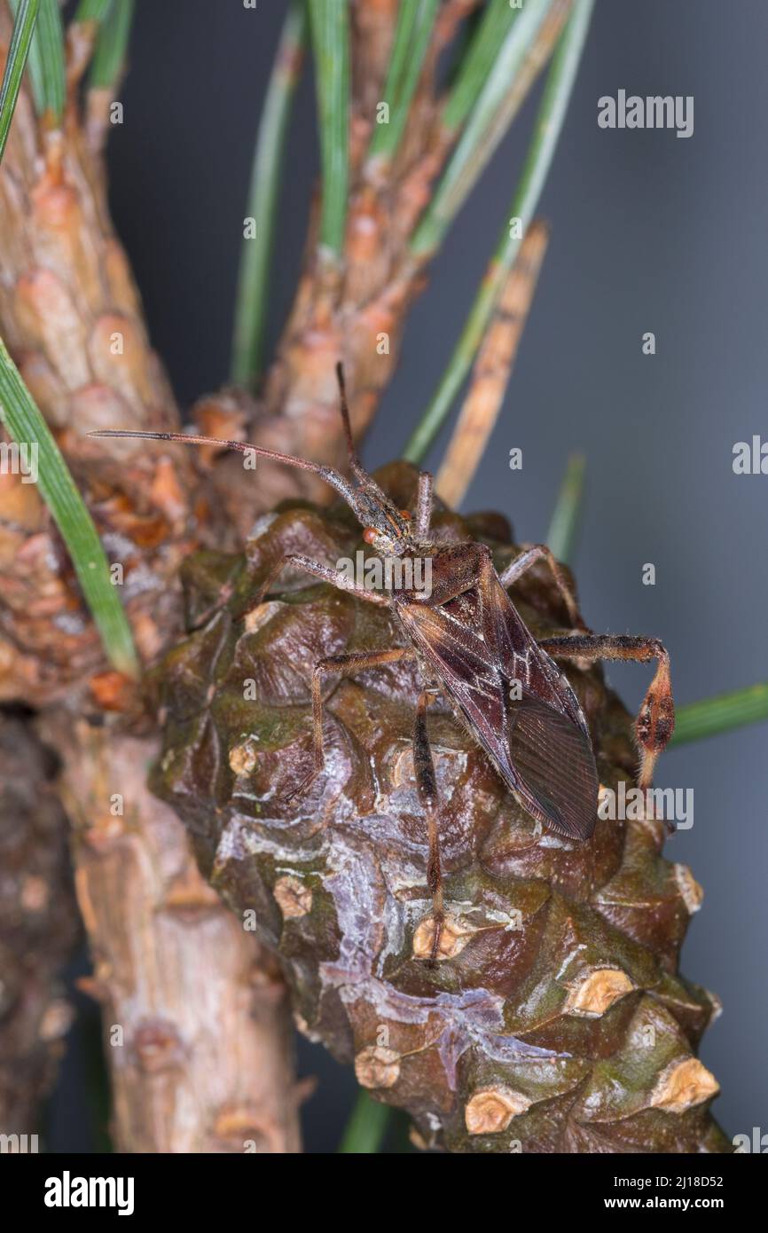 Amerikanische Kiefernwanze, Kiefernwanze, amerikanische Zapfenwanze, nordamerikanische Zapfenwanze, Leptoglossus occidentalis, westliche Koniferssamen BU Stockfoto