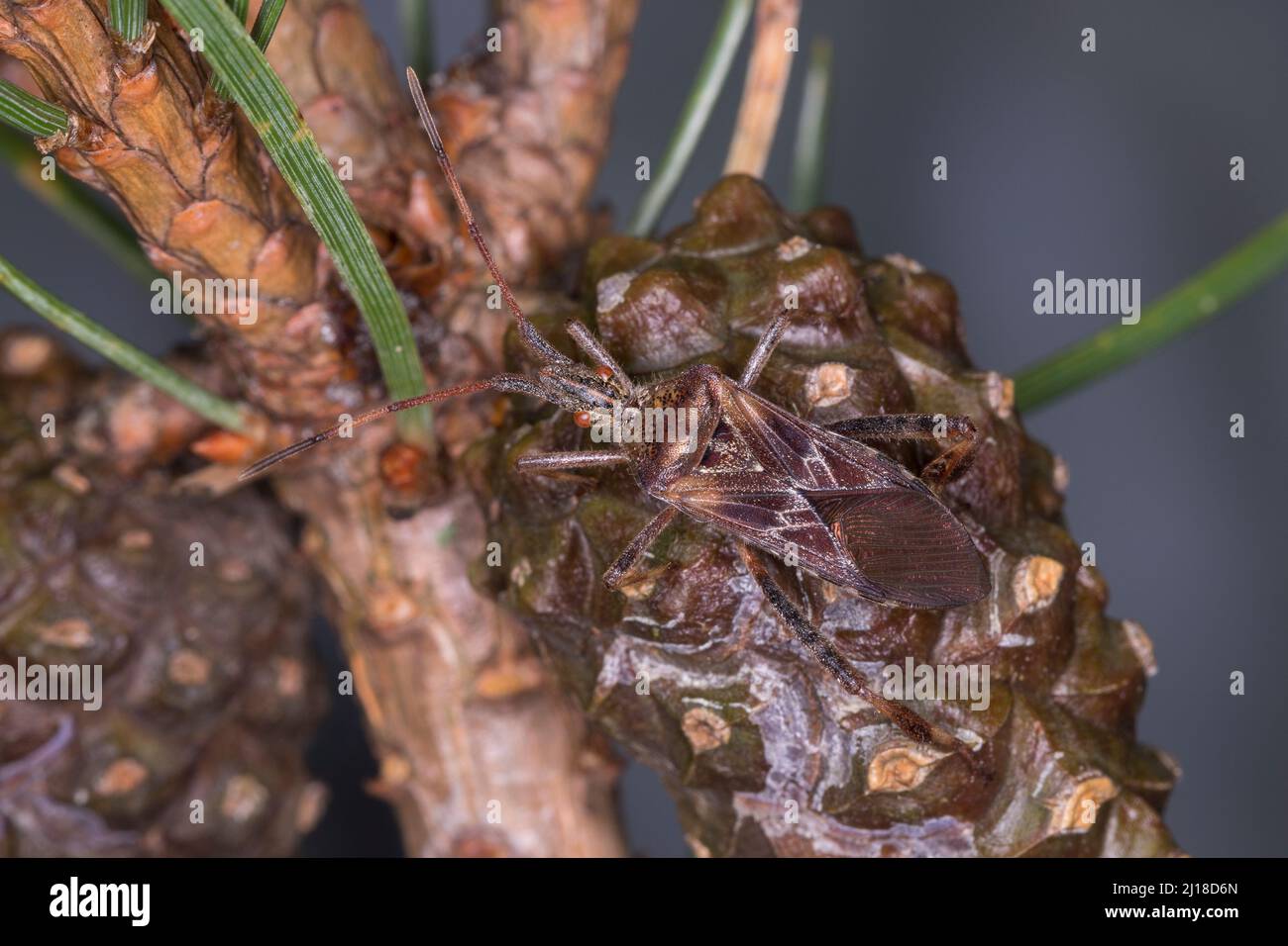Amerikanische Kiefernwanze, Kiefernwanze, amerikanische Zapfenwanze, nordamerikanische Zapfenwanze, Leptoglossus occidentalis, westliche Koniferssamen BU Stockfoto