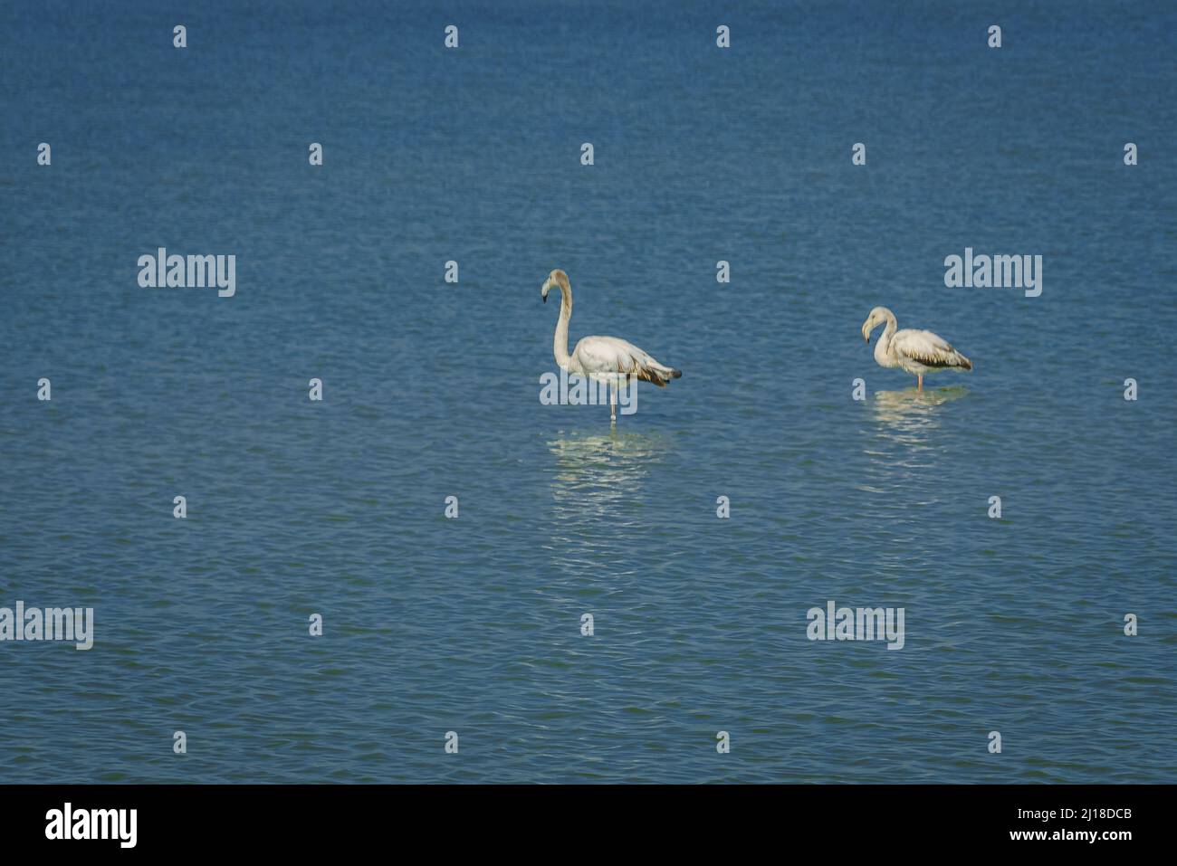 Flamingos im Regionalpark Salinas y Arenales del Mar Menor. Murcia. Spanien. Stockfoto