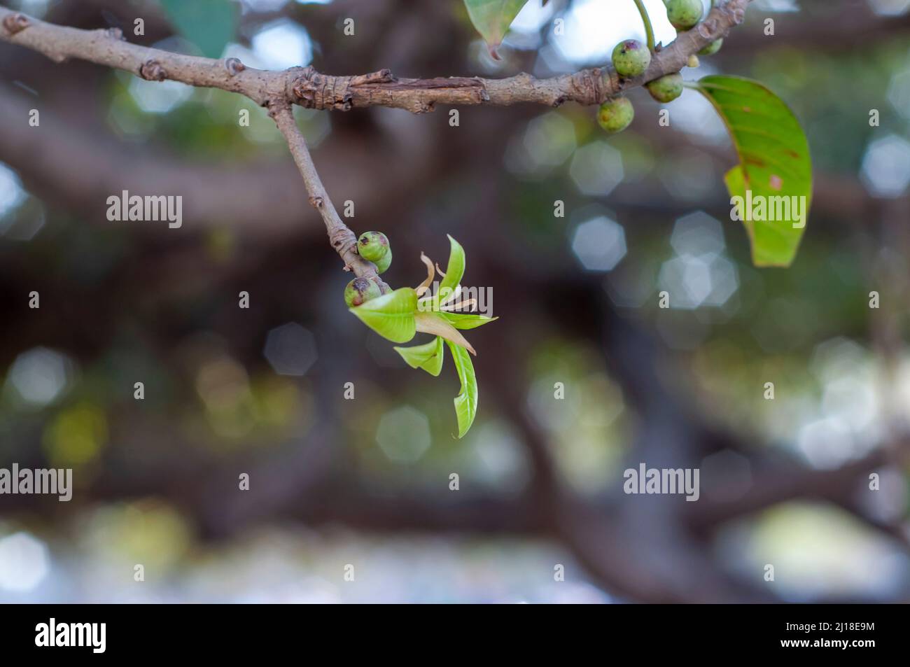 Neue Blätter und Früchte des Feigenbaums im Frühling Stockfoto