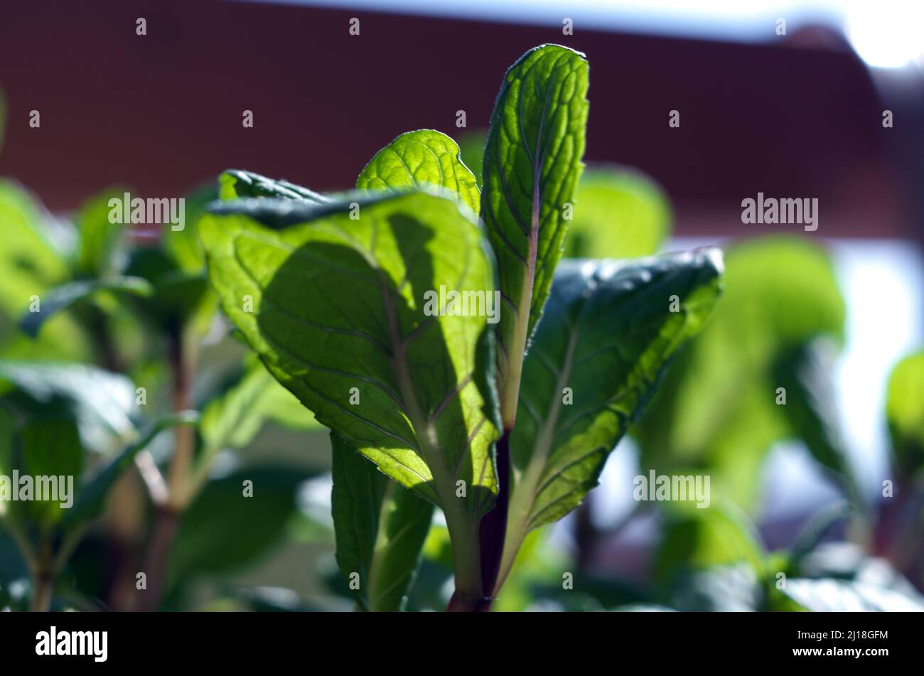 Minze, lat. Mentha, Familie: Labiates Lamiaceae,Ordnung: Labiates Lamiales Stockfoto