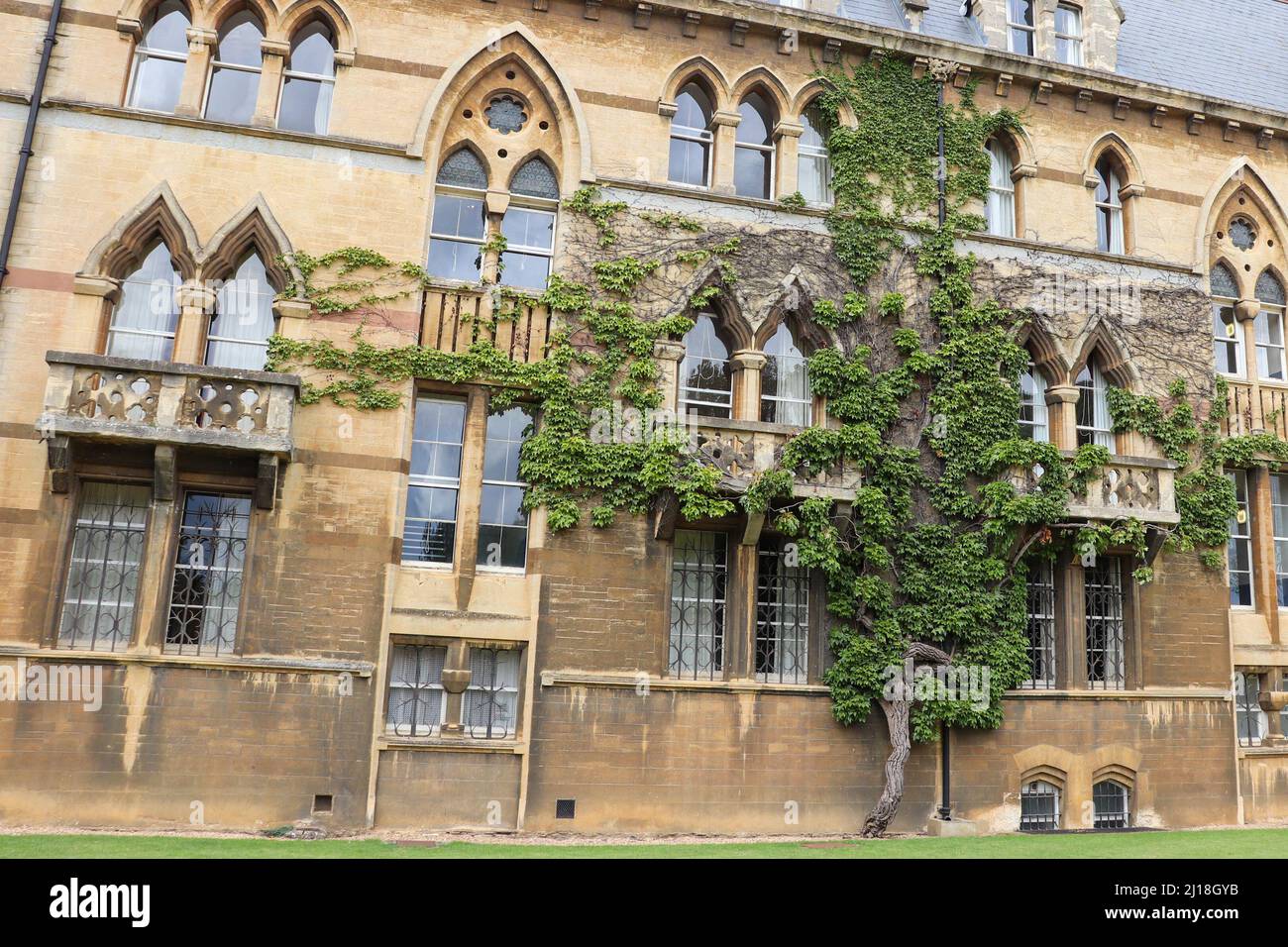 Baum über dem Äußeren des Meadow Building, Christ Church College, Oxford, Großbritannien Stockfoto