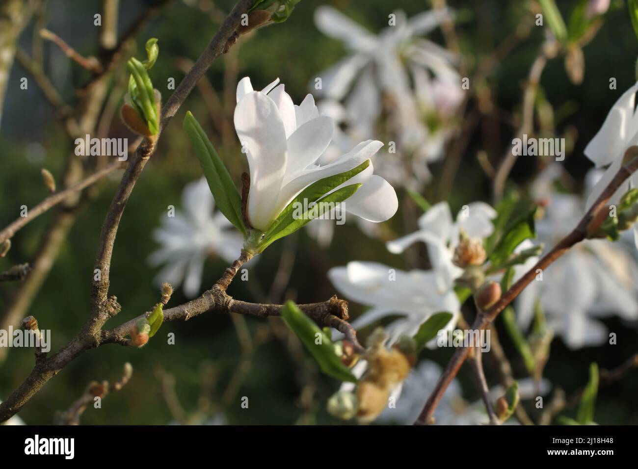 Ein Zweig blühender weißer Magnolien auf einem grünen Baumhintergrund. Nahaufnahme Stockfoto