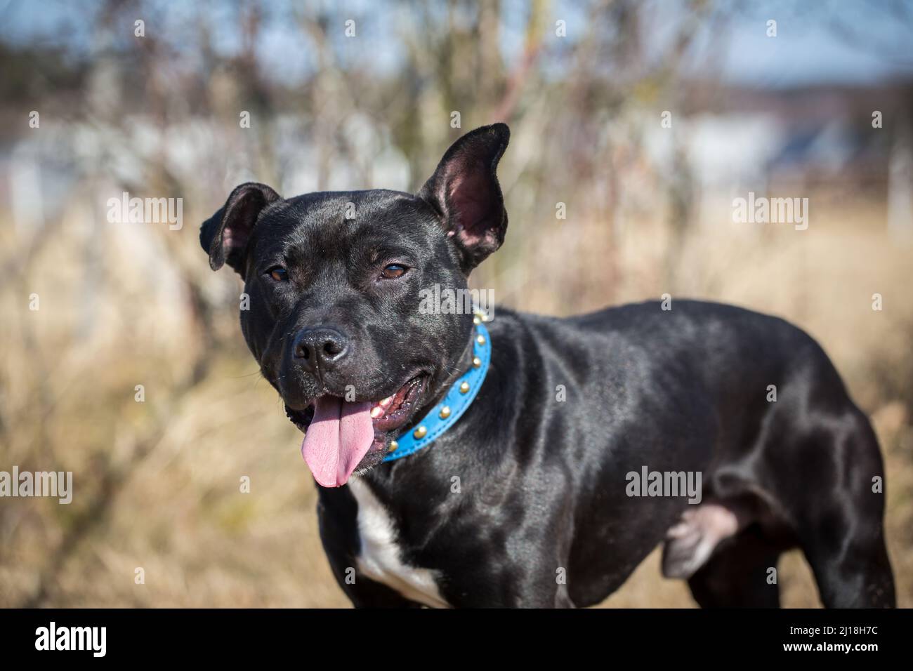 Schwarzer Amerikanischer Pit Bull Terrier Stockfoto