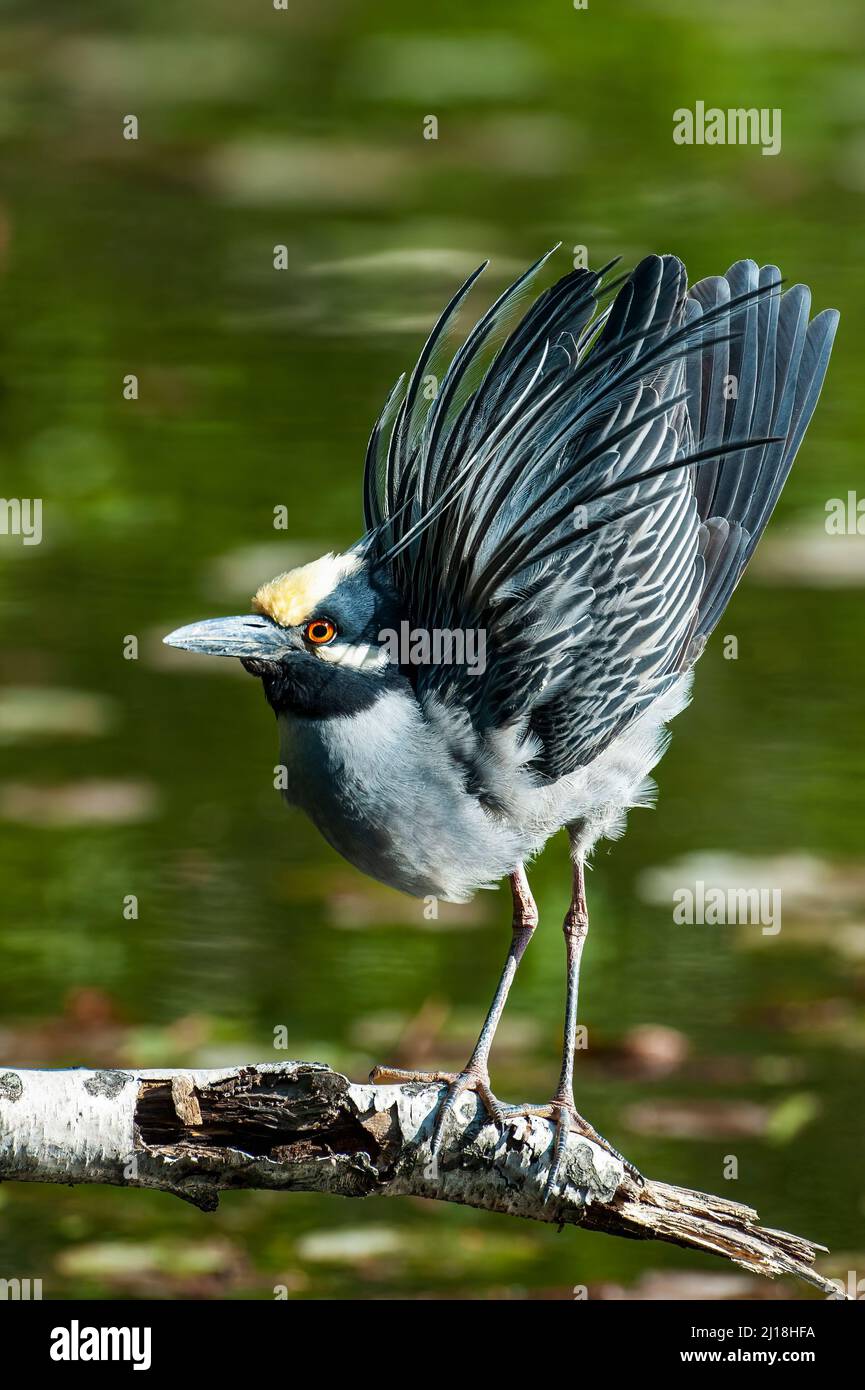 Nachtreiher mit Gelbkrönung für Erwachsene Stockfoto