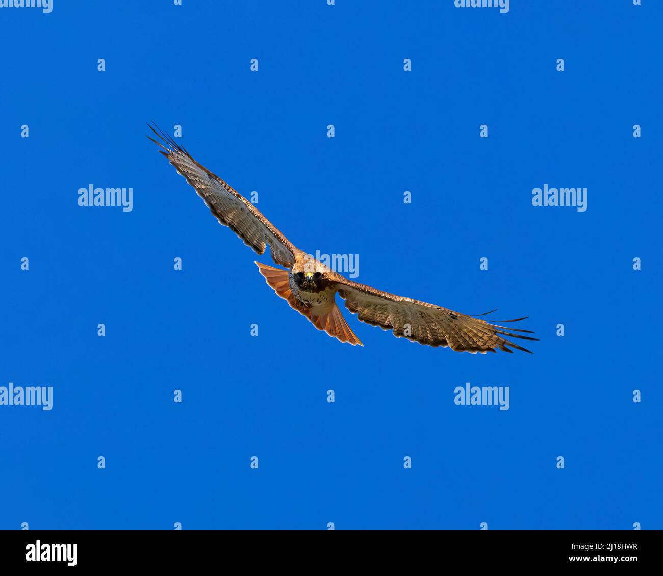 3-Viertel-Ansicht des Red-tailed Hawk im Flug Stockfoto
