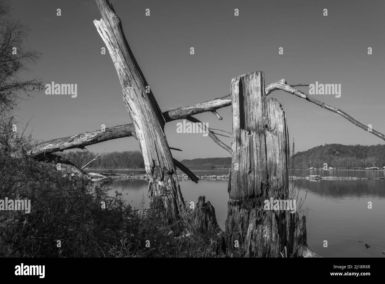 Landschaftsbild von toten Bäumen am Missouri-Ufer des Mississippi River gegenüber von Hamburg, IL. Stockfoto