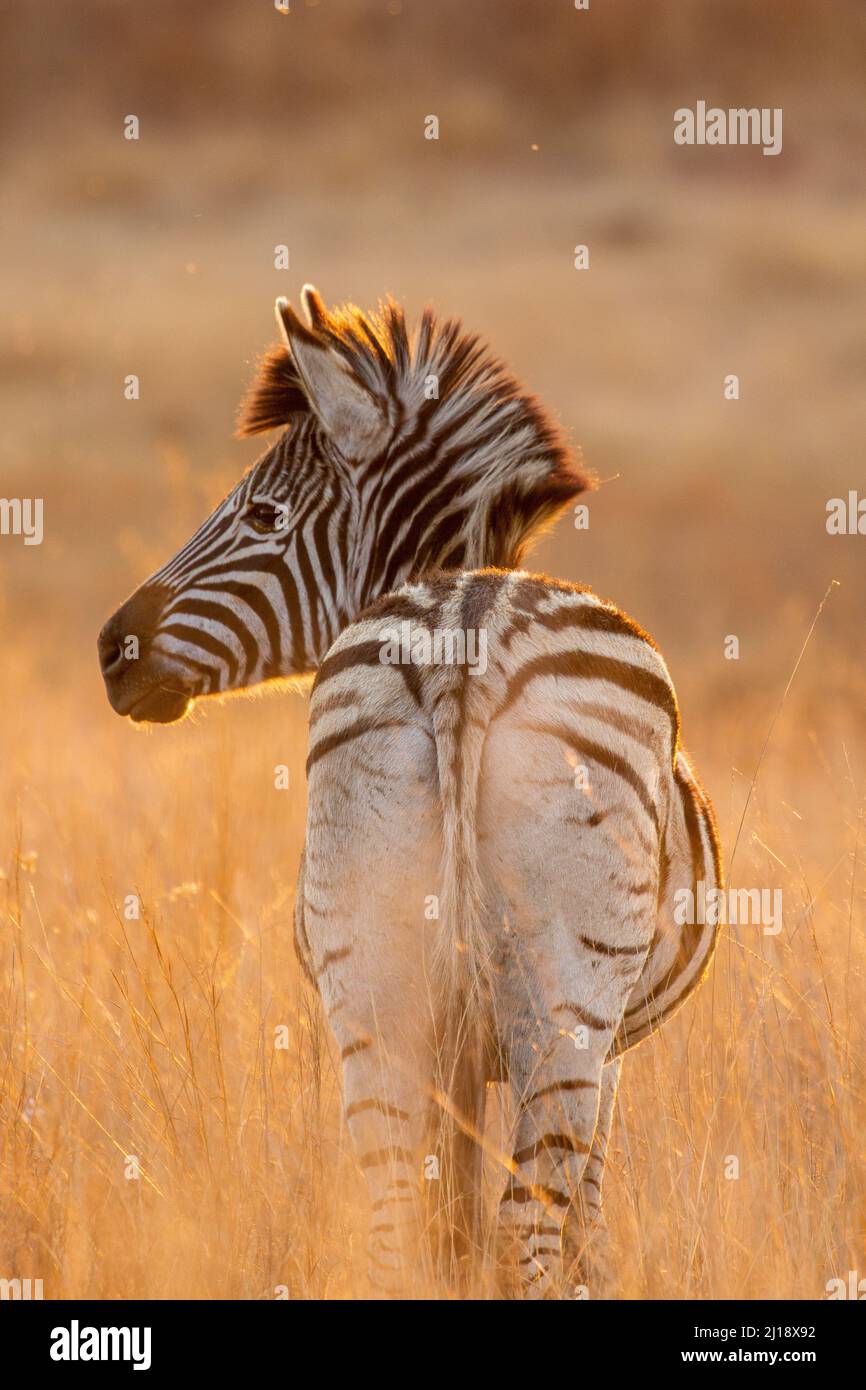 Plains Zebra bei Sonnenuntergang, Kruger National Park Stockfoto