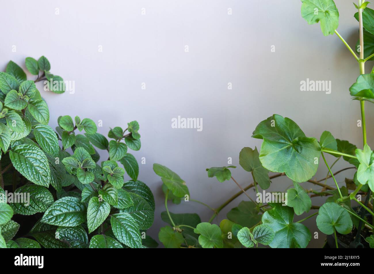 Natürlicher Pflanzenhintergrund. Spornblume und Pelargonium auf rosa Hintergrund Stockfoto