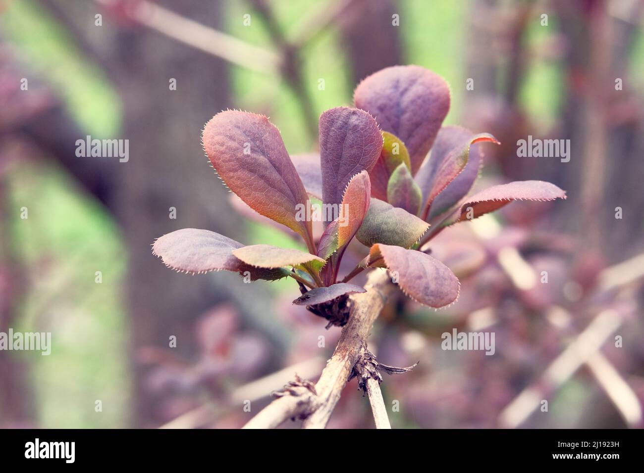 Erwachen der Natur. Leuchtend grüne, violette Blätter auf unscharfem Hintergrund. Frühlingsfrische Blätter. Nahaufnahme. Stockfoto