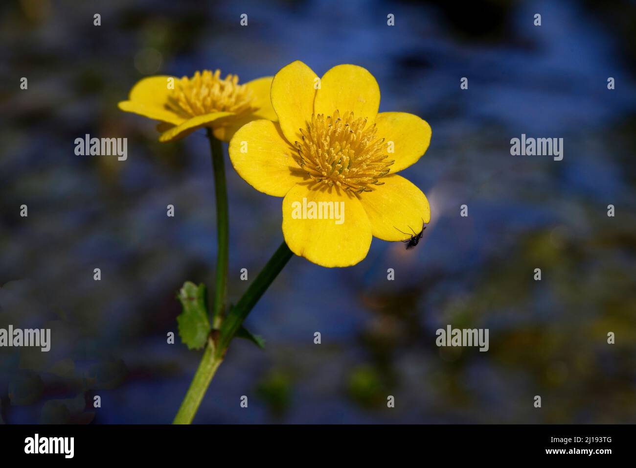 caltha palustris Sumpf Sumpf mit Insekten in der Sonne an einem Teich