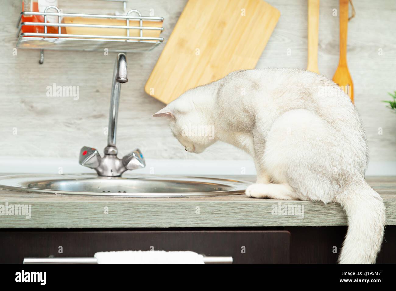 Die neugierige britische Kurzhaarkatze sitzt in der Nähe des Spülbeckens. Moderne, komfortable Küche. Stockfoto