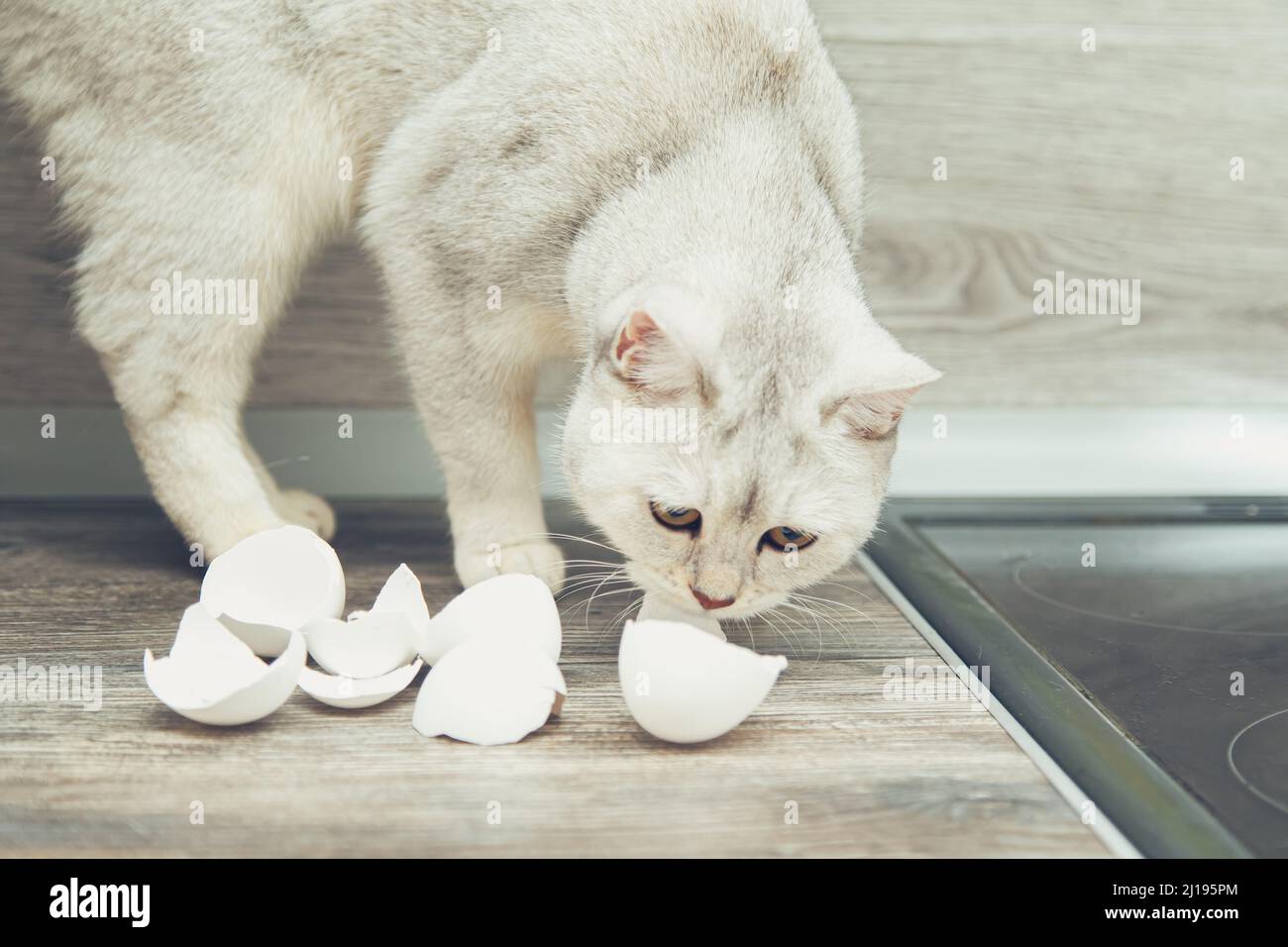 Lustige weiße britische Katze stiehlt Eierschalen aus der Küche. Stockfoto