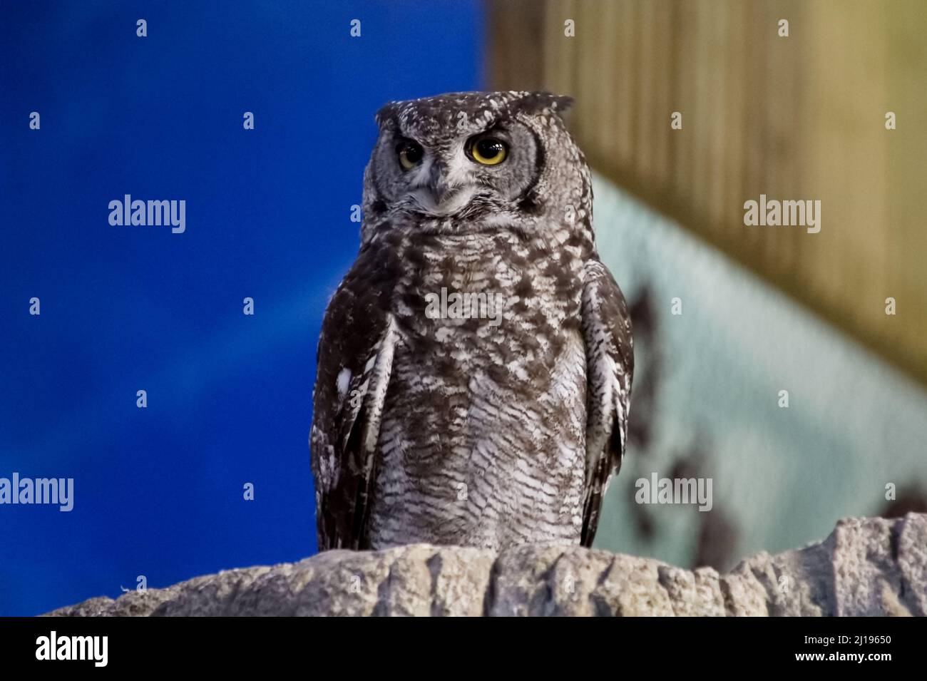 Eurasische Adlereule (Bubo bubo) in der Vogelschau im Knowsley Safari Park, Merseyside, England, Großbritannien Stockfoto