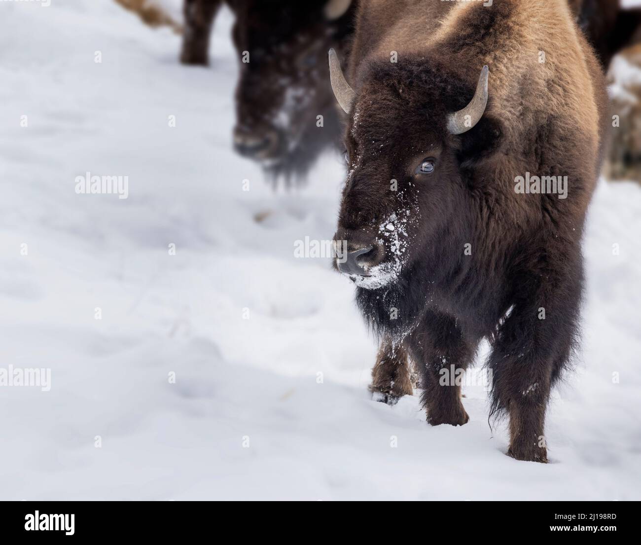 Im Yellowstone-Nationalpark im Schnee Stockfoto