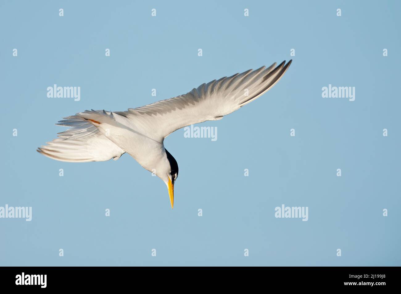 Am wenigsten Seeschwalbe (Sternula antillarum) im Flug Stockfoto