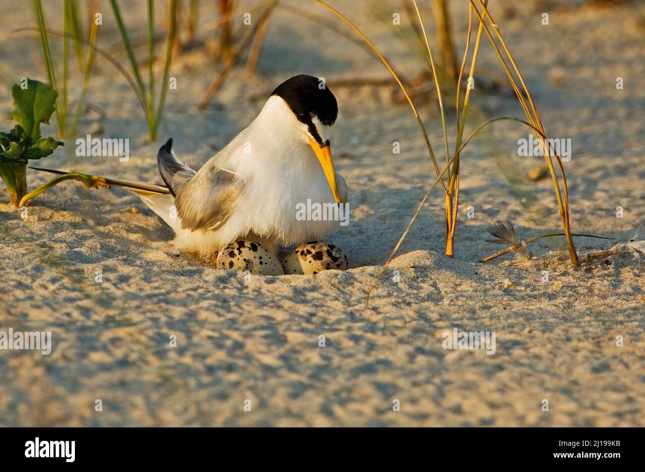 Am wenigsten Seeschwalbe (Sternula antillarum) beim Nest mit Eiern Stockfoto