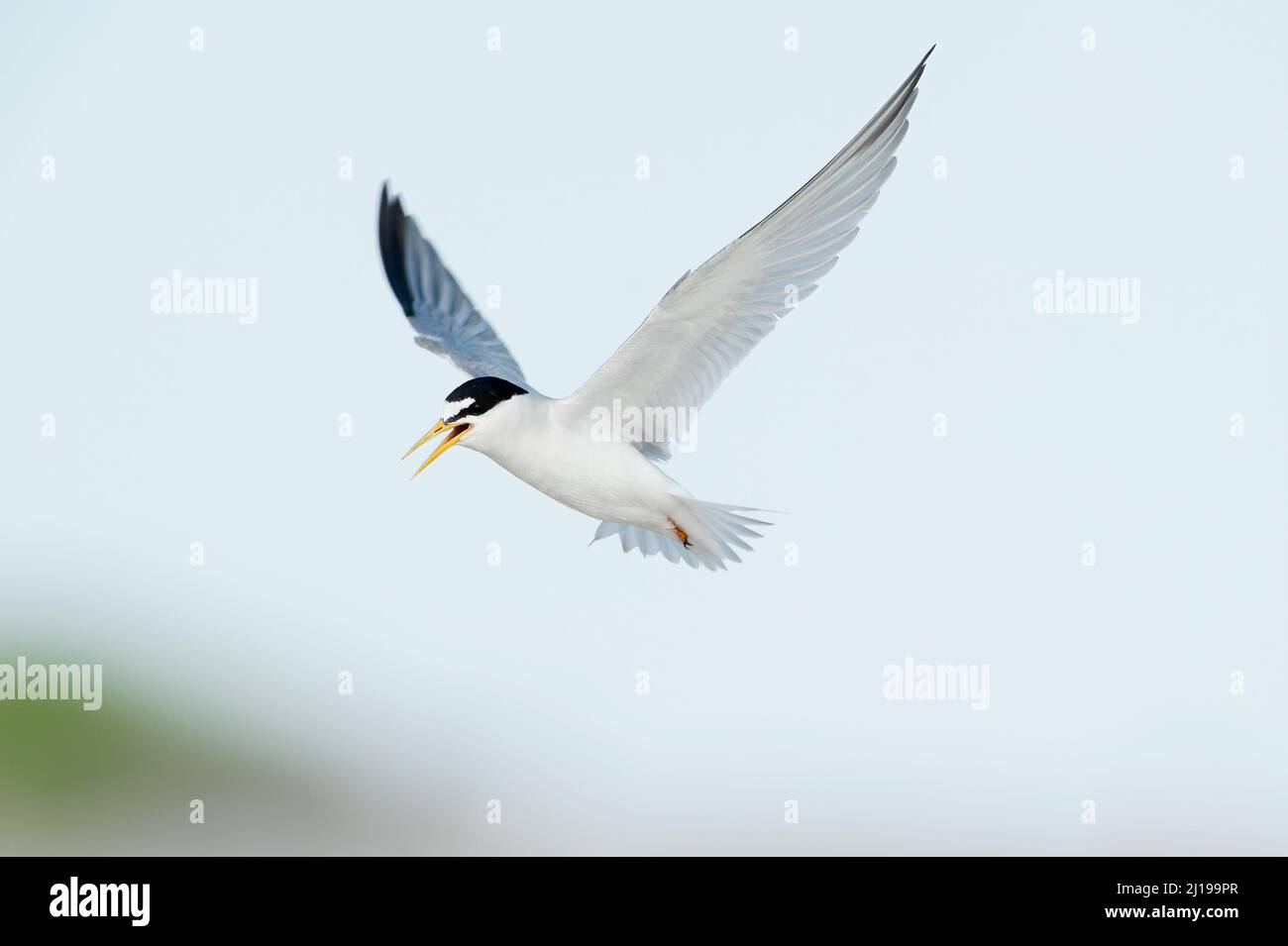 Am wenigsten Seeschwalbe (Sternula antillarum) im Flug Stockfoto