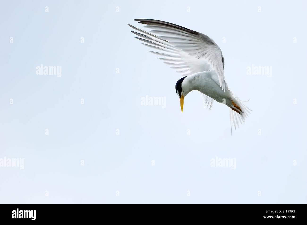 Die kleinste Seeschwalbe (Sternula antillarum) im Schwebeflug Stockfoto