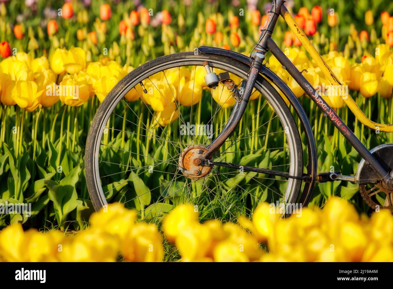 Ein alter Fahrradkegel, umgeben von bunten Tulpen. Stockfoto
